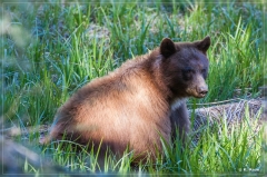 Sequoia NP and Kings Canyon